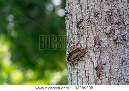 close up texture of tree bark in the park