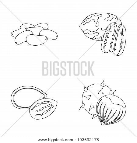 Pecan, pine nut, pumpkin seeds, chestnut.Different kinds of nuts set collection icons in outline style vector symbol stock illustration .
