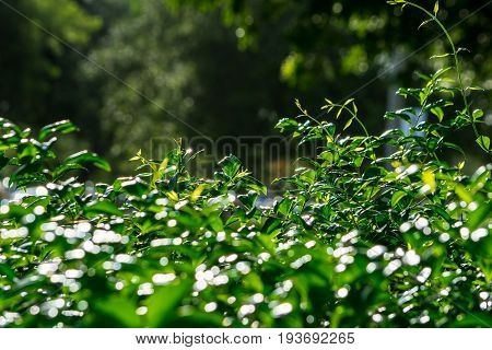 green texture background - leaves close up