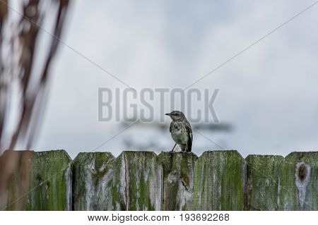 mocking bird sitting on an old wooden fence on a cloudy summer morning