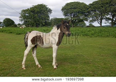 A young Dartmoor pony foal in the Dartmoor National Park, Devon, UK.