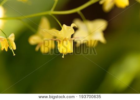 Flower of the garden barrenwort (Epimedium x versicolor)