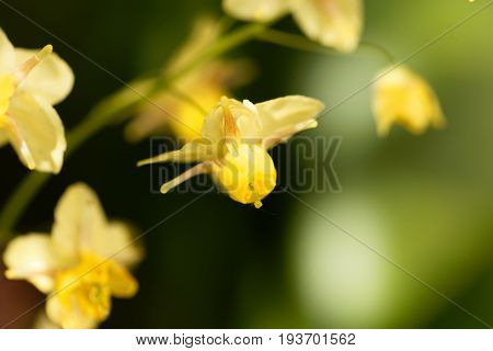 Flower of the garden barrenwort (Epimedium x versicolor)