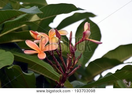 White frangipani tropical flower blooming on tree. Plumeria spa flower. Beautiful sweet yellow pink orange and white flower and fresh green leaves.