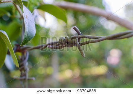 Barbed wire on fence to feel worrying.