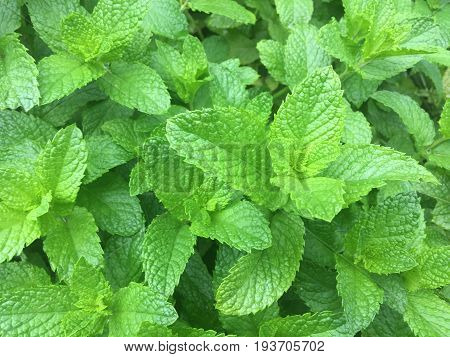 close up on Fresh green spearmint in the garden