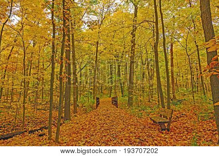 Quiet Forest Path in the Fall in the Morton Arboretum in Illinois