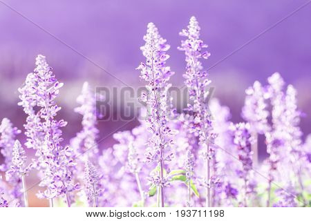 close up the beautiful purple blue flower in garden Sage plant (lat. Salvia Officinalis)