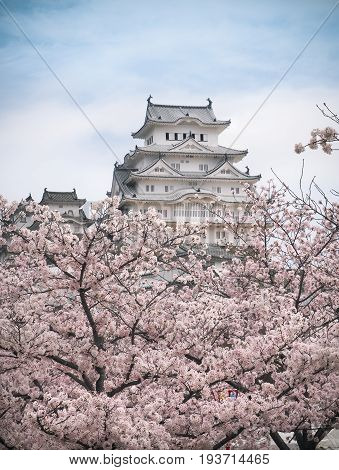 Himeji Castle during the Sakura bloom season, Japan