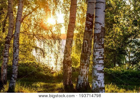 Beautiful view from the shore through the leaves and branches of birches on the river the sun and glare on the water in the orange sunset light