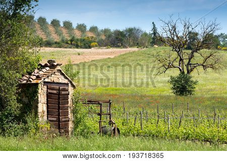 Small vineyard and old shed near San Antimo in Tuscany Italy