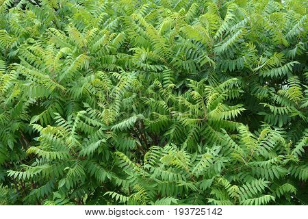 Tree Of Heaven