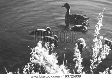 Ducks floating in the water, black and white photo.