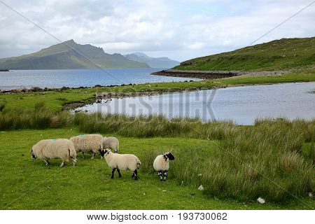 View from the An Aird peninsula towards the mountain Ben Tianavaig with sheep in the foreground, Isle of Skye, Highlands, Scotland, UK