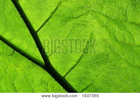 Gunnera blad
