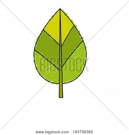 natural leaf botany of tropical plant vector illustration
