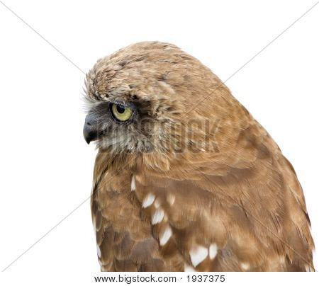 Zealand Owl (3 Jahre)