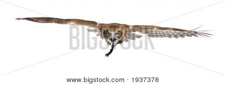 New Zealand Owl (3 Jahre)