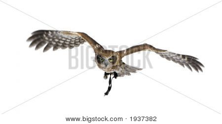 New Zealand Owl (3 Jahre)