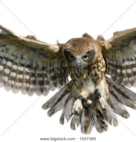 New Zealand Owl (3 Jahre)