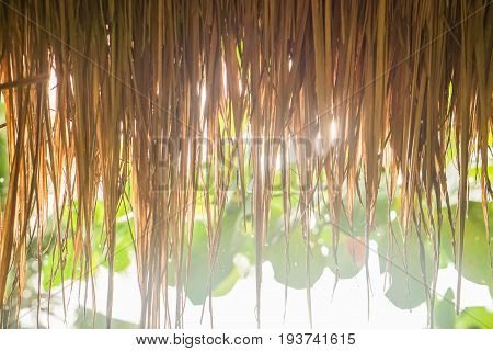 close up dried nipa leaves roof with bright sunshine after raining