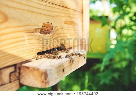 Close up of honey bees flying to landing boards of a bee house on apiary working beehive beekeeping honeycraft apiculture farming concept.