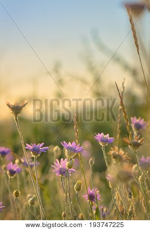 Xeranthemum annuum flower in summer time, close up