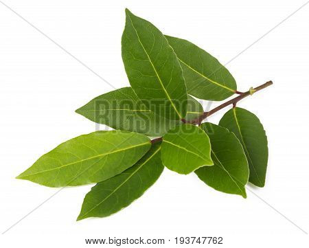 Laurel branch isolated on a white background