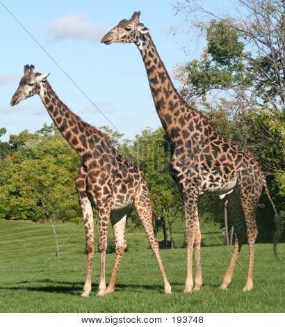 キリンのカップル