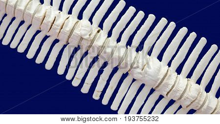 Spine Of A Dolphin