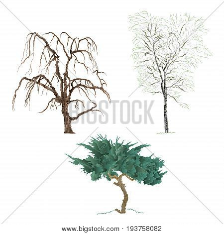 Old trees willow mountain Cupressus and birch vector