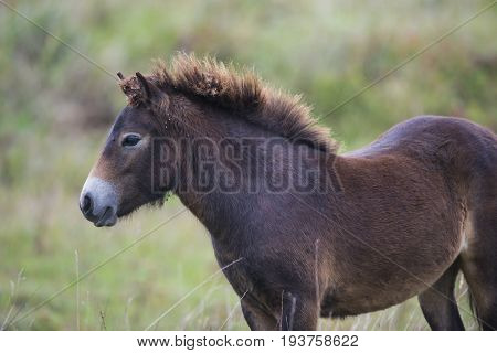 an exmoor pony Milovice - Crech republic