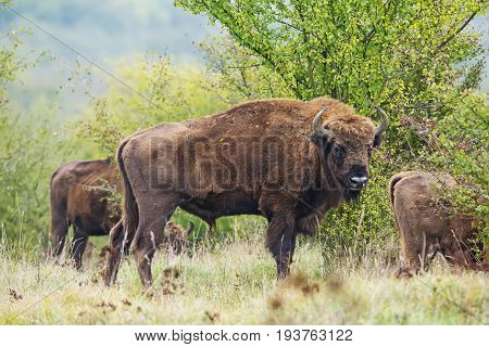 Bison bonasus - European bison - in reserve Milovice, Czech republic, Europe