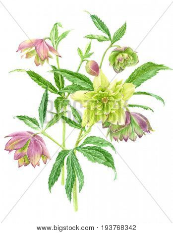Watercolor hellebore flowers. Hand drawn botanical illustration in vintage style