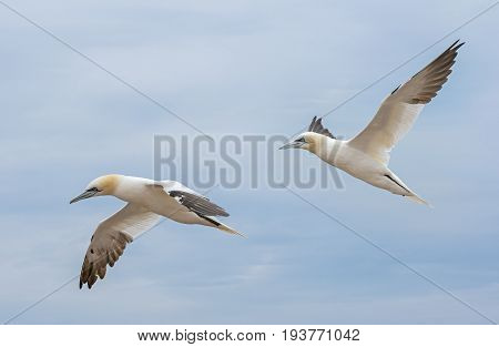 Northern gannet (Morus bassanus) Helgoland island Germany