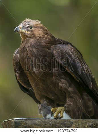 Aquila clanga - an eagel close up
