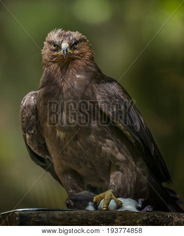 Aquila clanga - eagel - close up