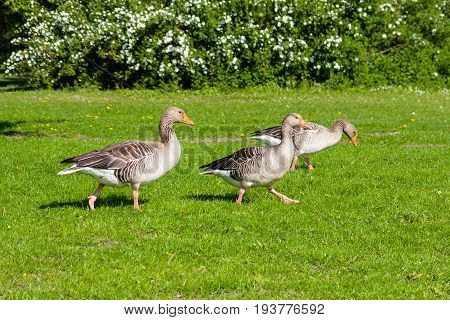 Wild geese in the flock walk across the lawn