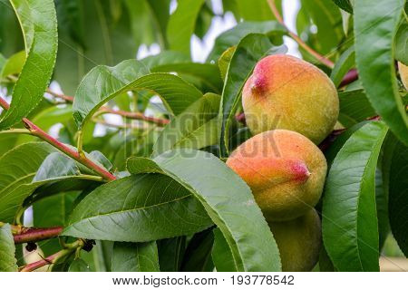 Fresh peaches on tree brunch. Closeup with green leaves