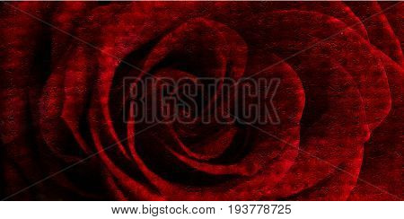 Rose. Red rose. Red flower. Red. Abstract background. Red background. Floral background. Love. Love background. Passion background. Art. Red rose style.
