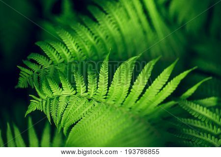 Perfect natural fern pattern. Beautiful background made with young green fern leaves. Seleclive focus. Place for text.