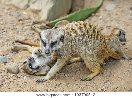 Group of meerkats playing - close up
