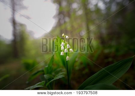 Lily Of The Valley Blossomed In The Dark Forest