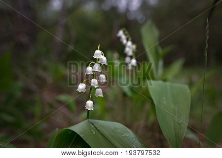 Lily Of The Valley Blossomed In The Dark Forest