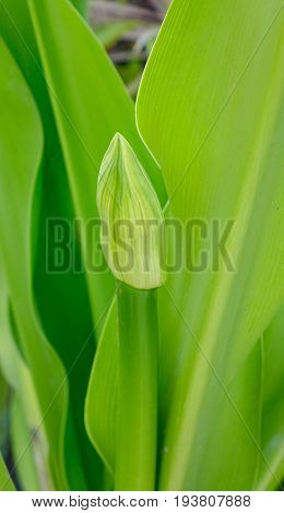 Crinum Asiaticum Plants With Flower