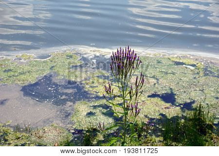 Blue vervain (Verbena hastata) blooms along the shore of a small lake in Joliet, Illinois during July.