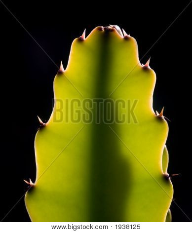 Kaktus
