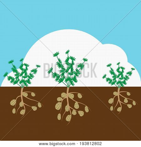 Potato grown underground. Vector flat cartoon illustration