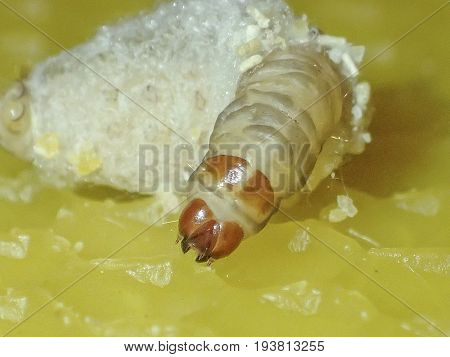 Galleria mellonella; wax moth - bee parasite - microscope photo