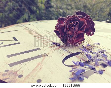 Withered red rose lying down on a vintage wall clock